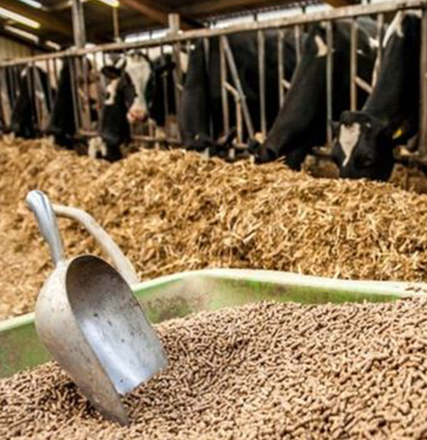 Cattle Feeds